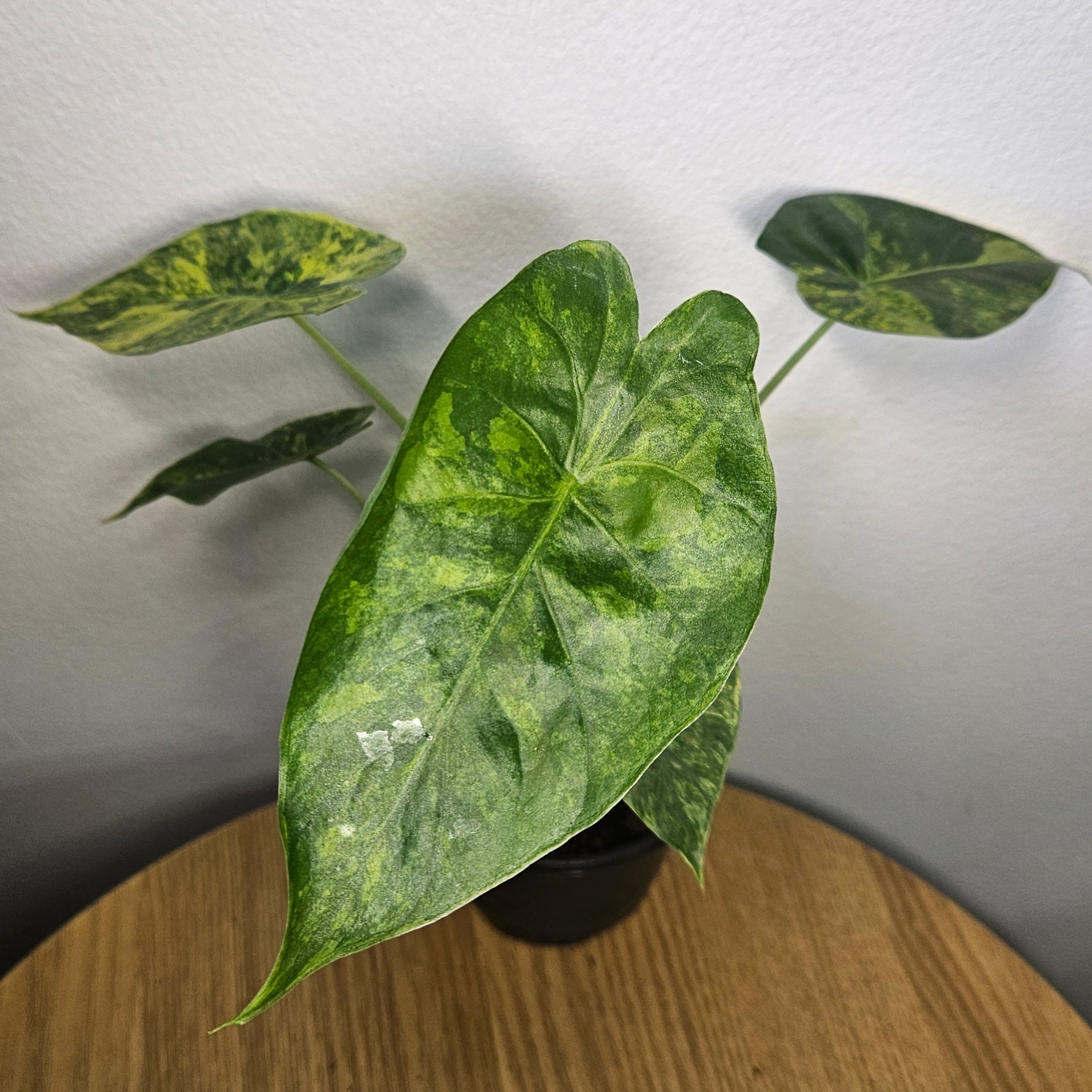 Alocasia Odora | 'California' Aurea Variegata (25cm)