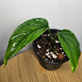 Monstera Obliqua | 'Filamentous'