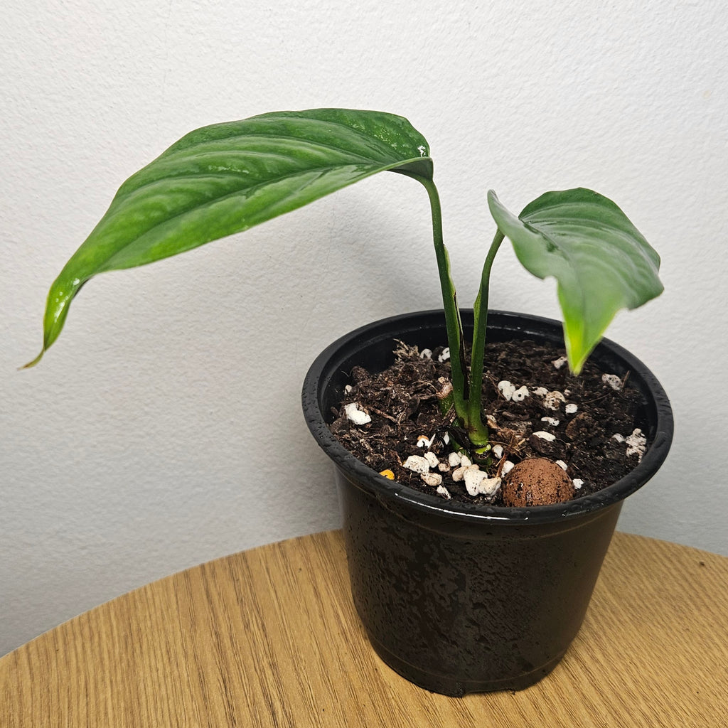 Monstera Obliqua | 'Filamentous'