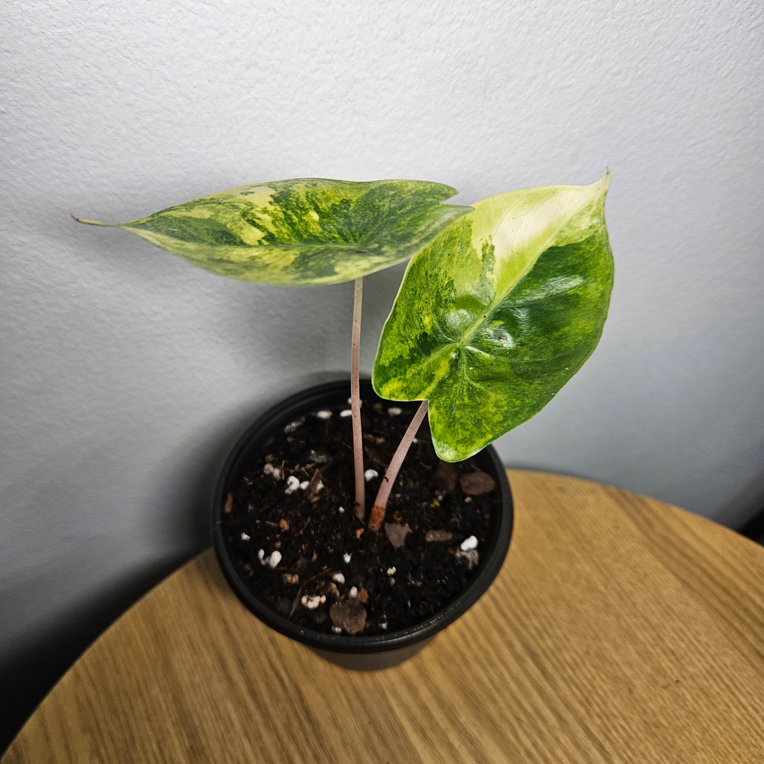 Alocasia Pink Dragon | Block Brocade Variegated