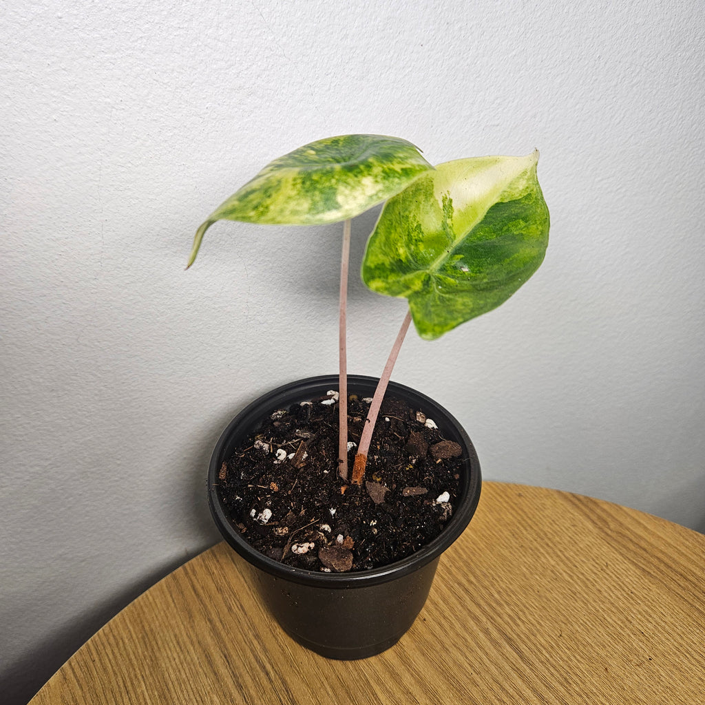 Alocasia Pink Dragon | Block Brocade Variegated