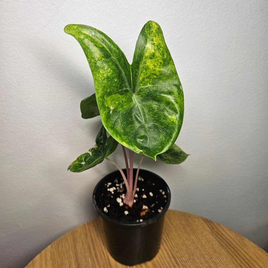Alocasia Pink Dragon | Block Brocade Variegated