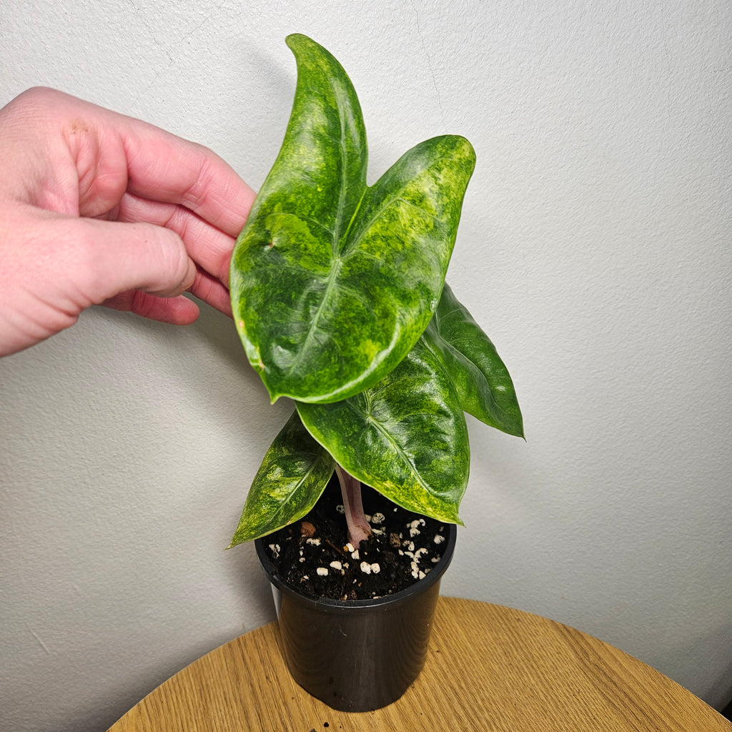 Alocasia Pink Dragon | Block Brocade Variegated
