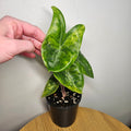Alocasia Pink Dragon | Block Brocade Variegated