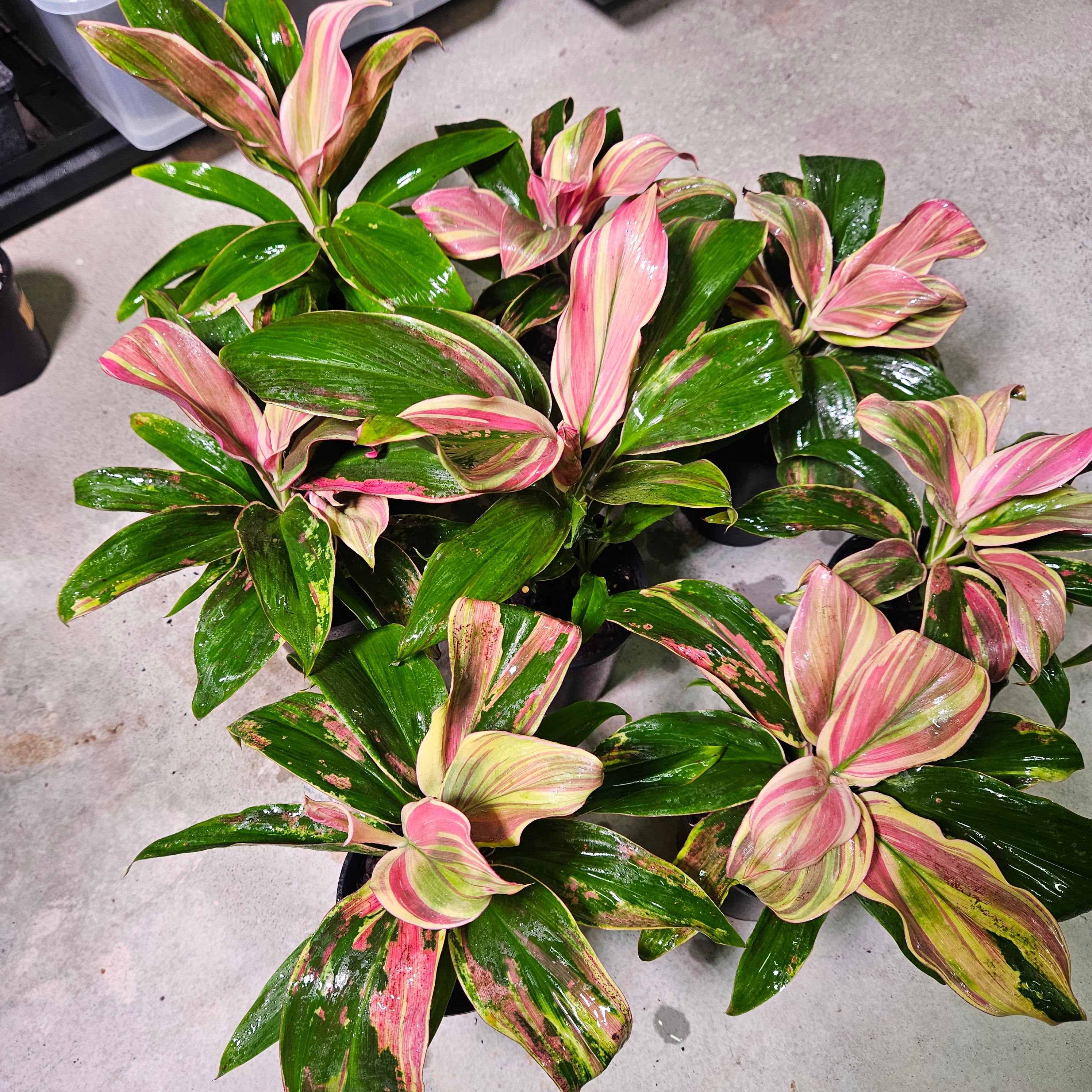 Cordyline ‘Burlesque’ | Vibrant Tropical Foliage Plant