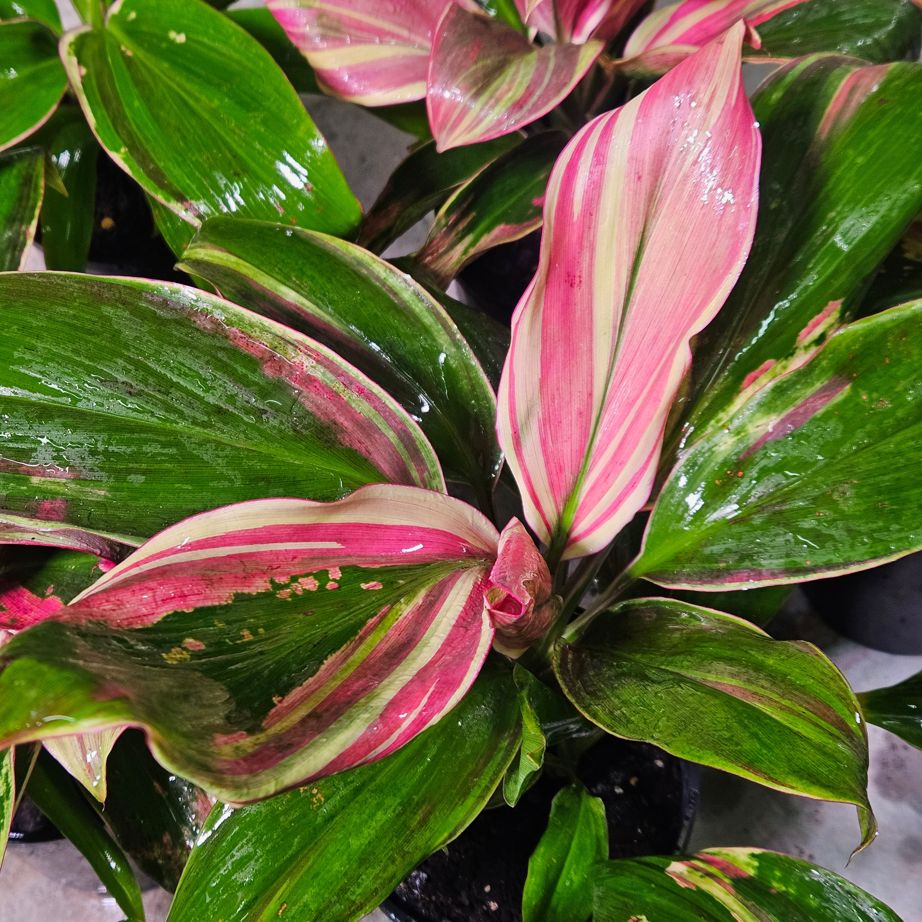 Cordyline ‘Burlesque’ | Vibrant Tropical Foliage Plant