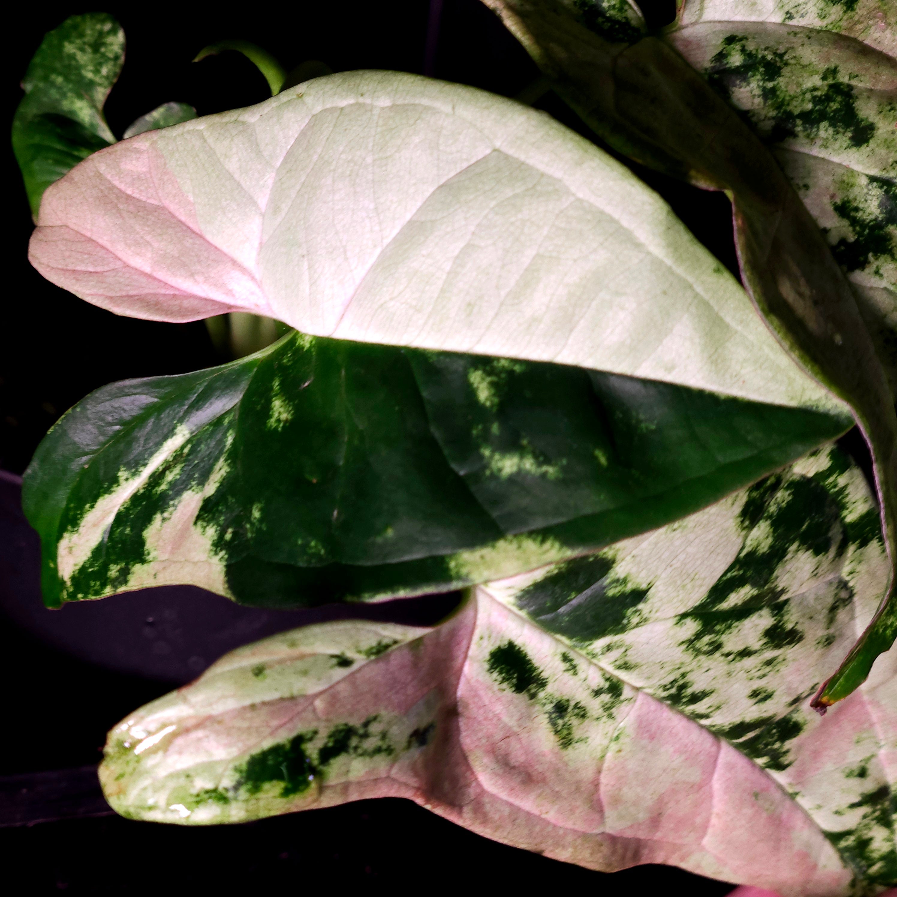 Syngonium Confetti Tricolour | Rare Variegated Arrowhead Plant