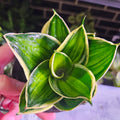 Sansevieria | Gold Line Hahnii