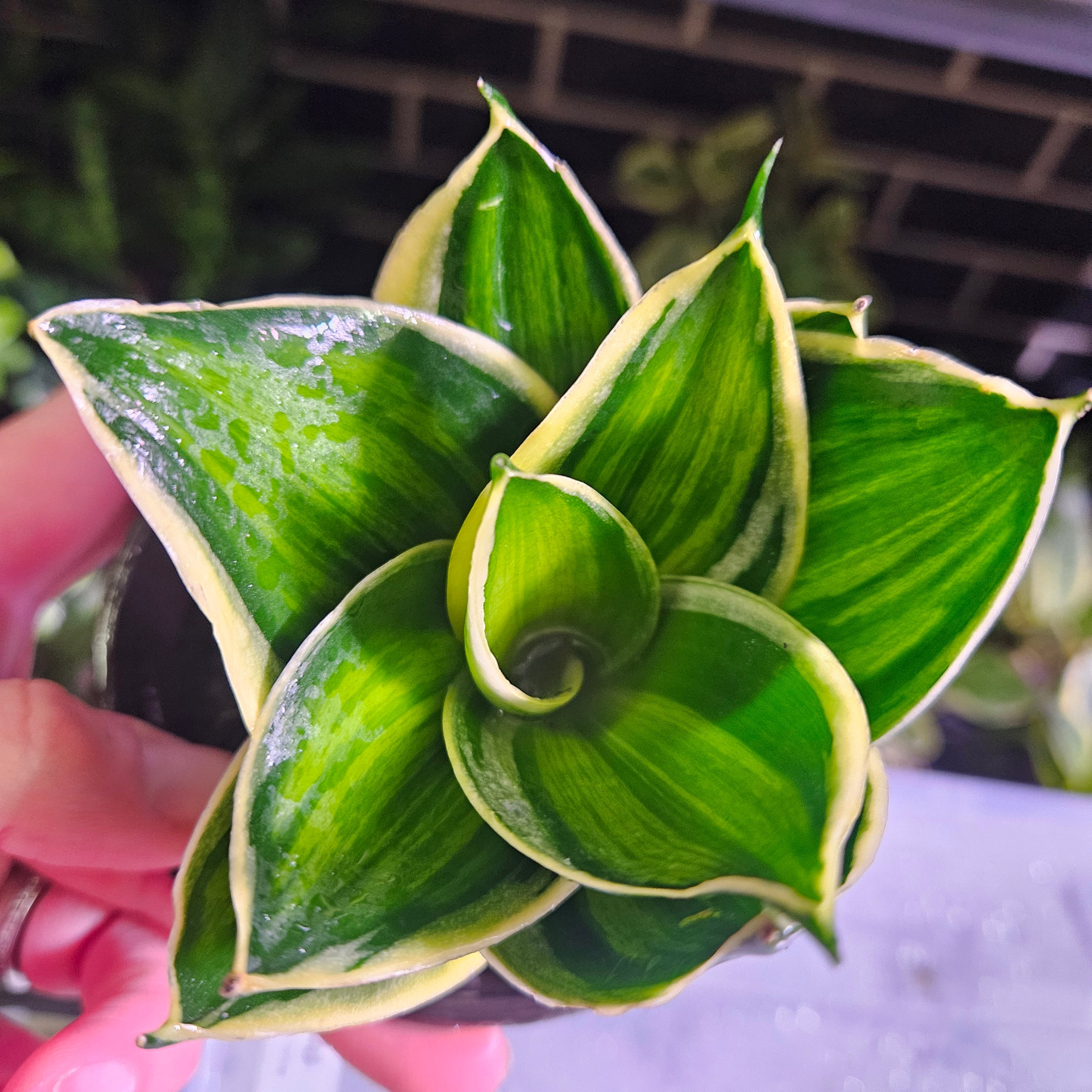 Sansevieria | Gold Line Hahnii