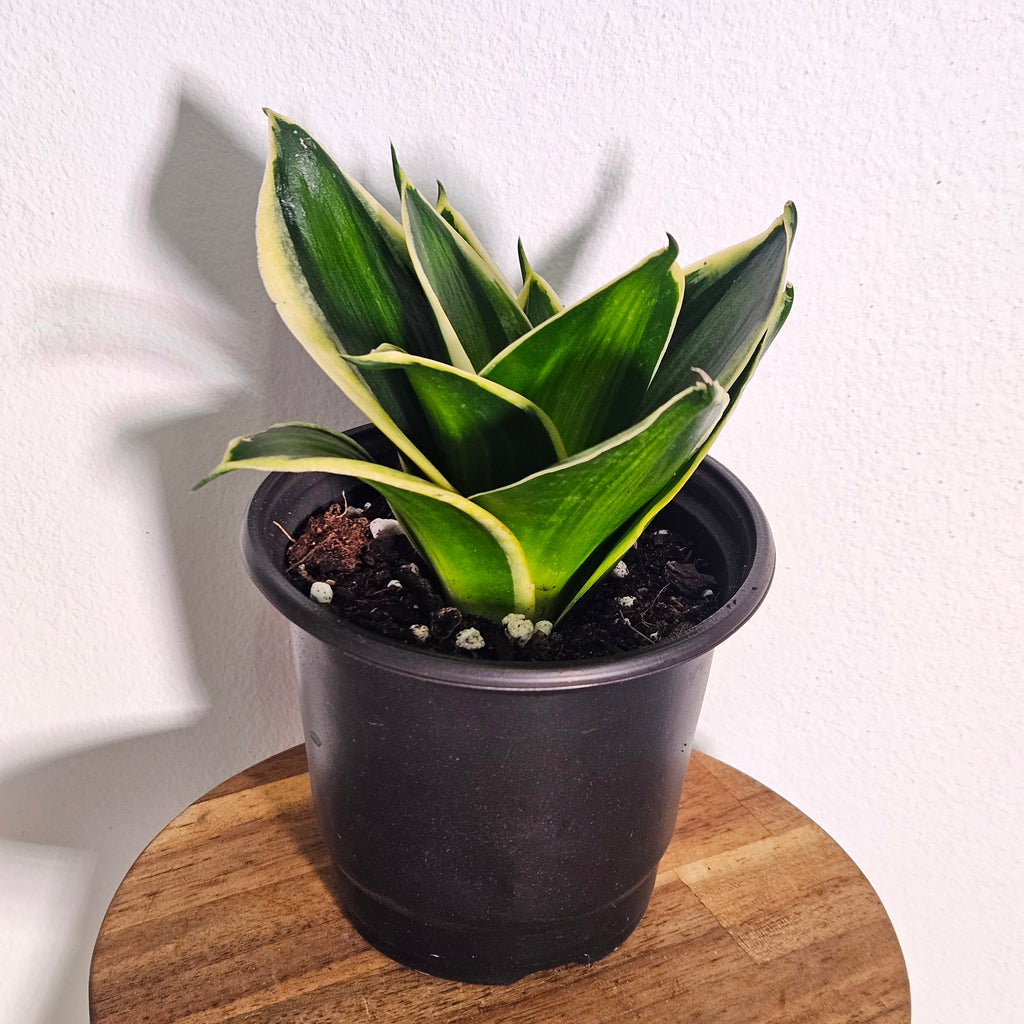 Sansevieria | Gold Line Hahnii