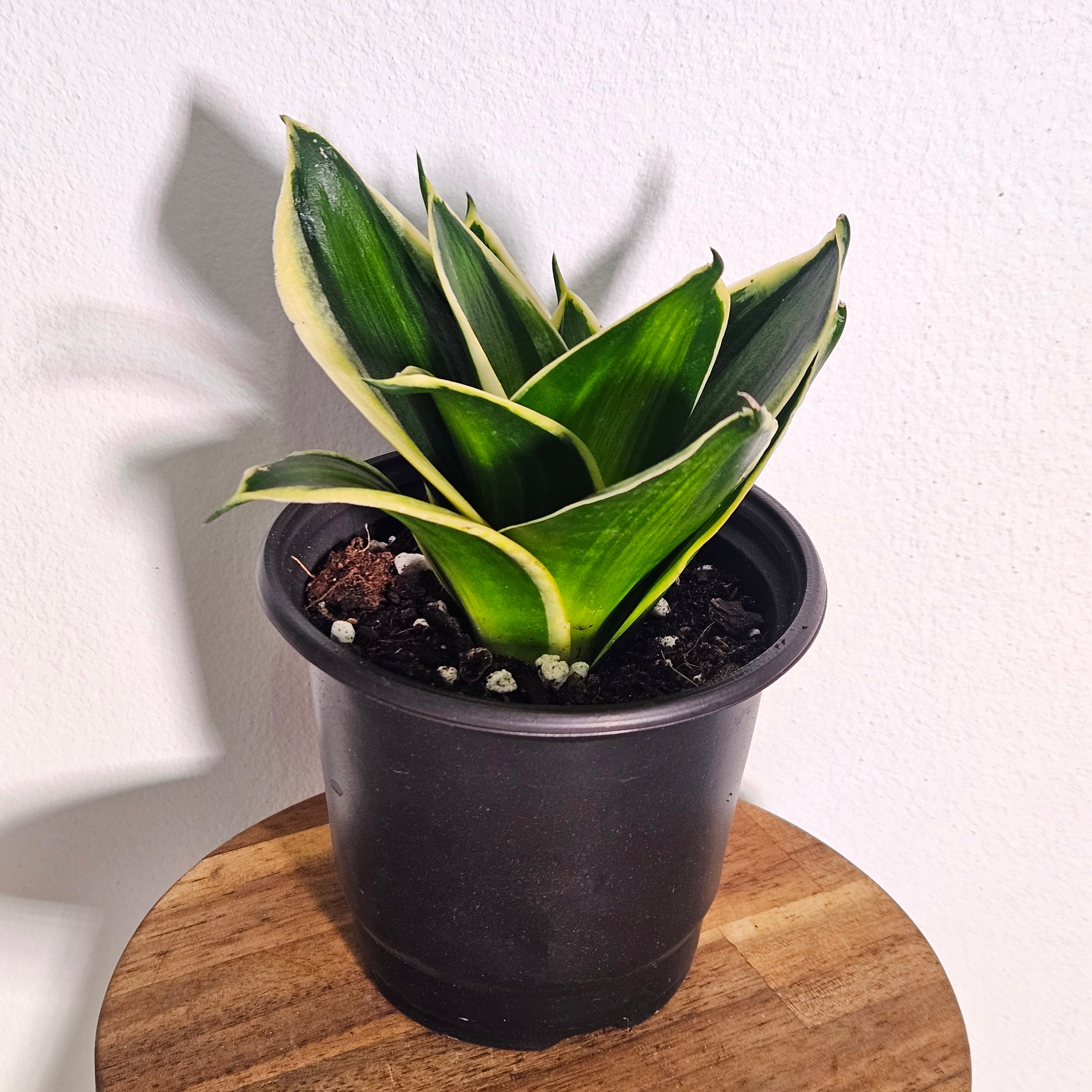 Sansevieria | Gold Line Hahnii