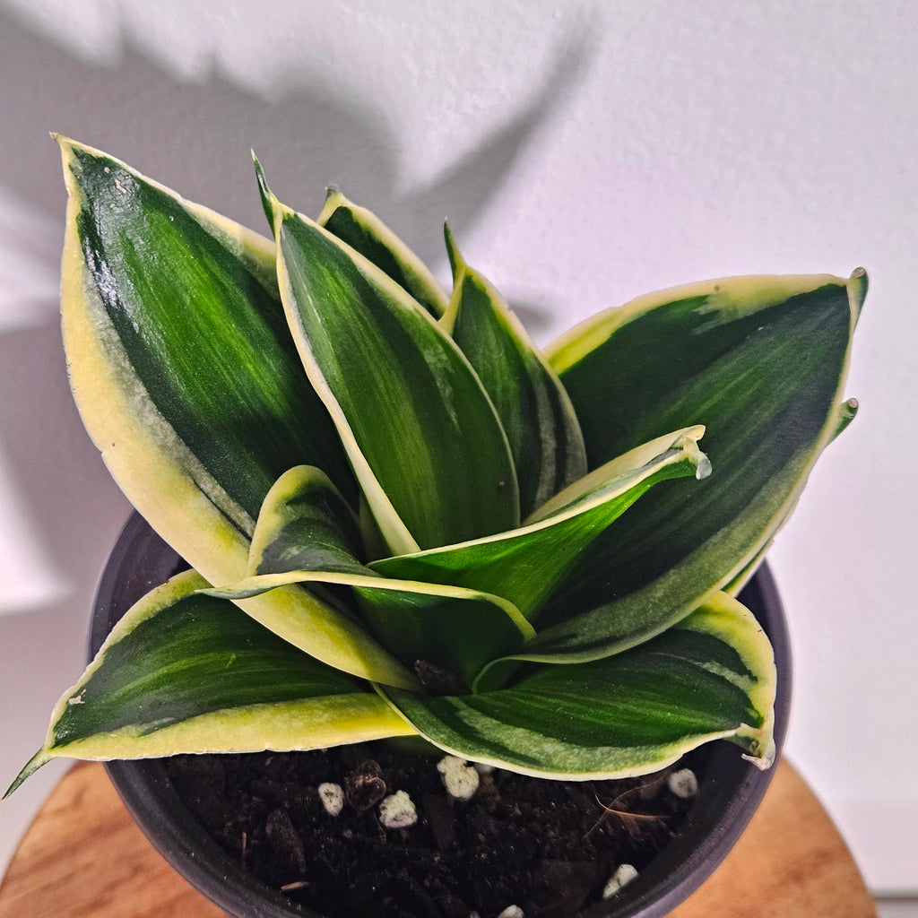Sansevieria | Gold Line Hahnii