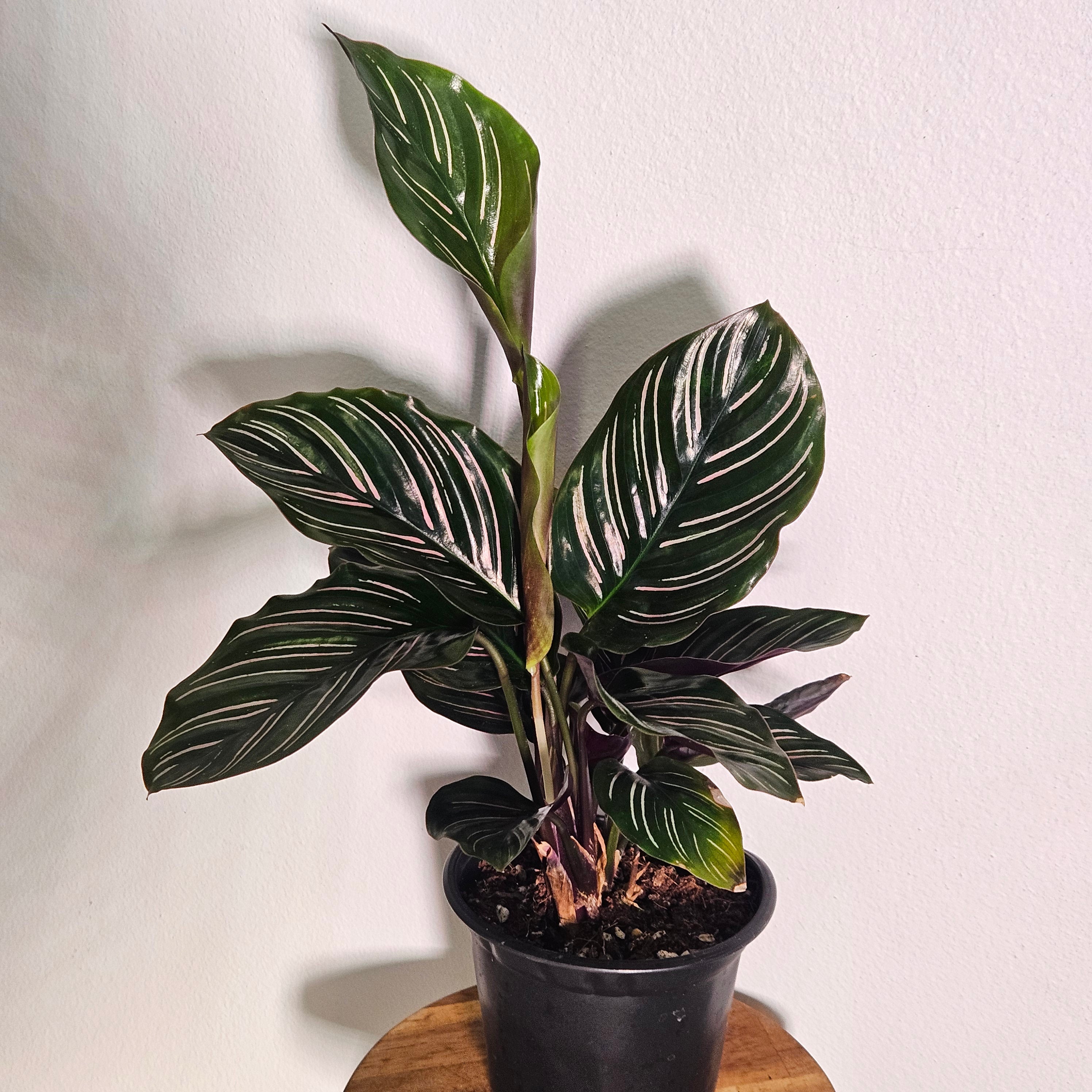 Calathea Ornata | Pinstripe Plant