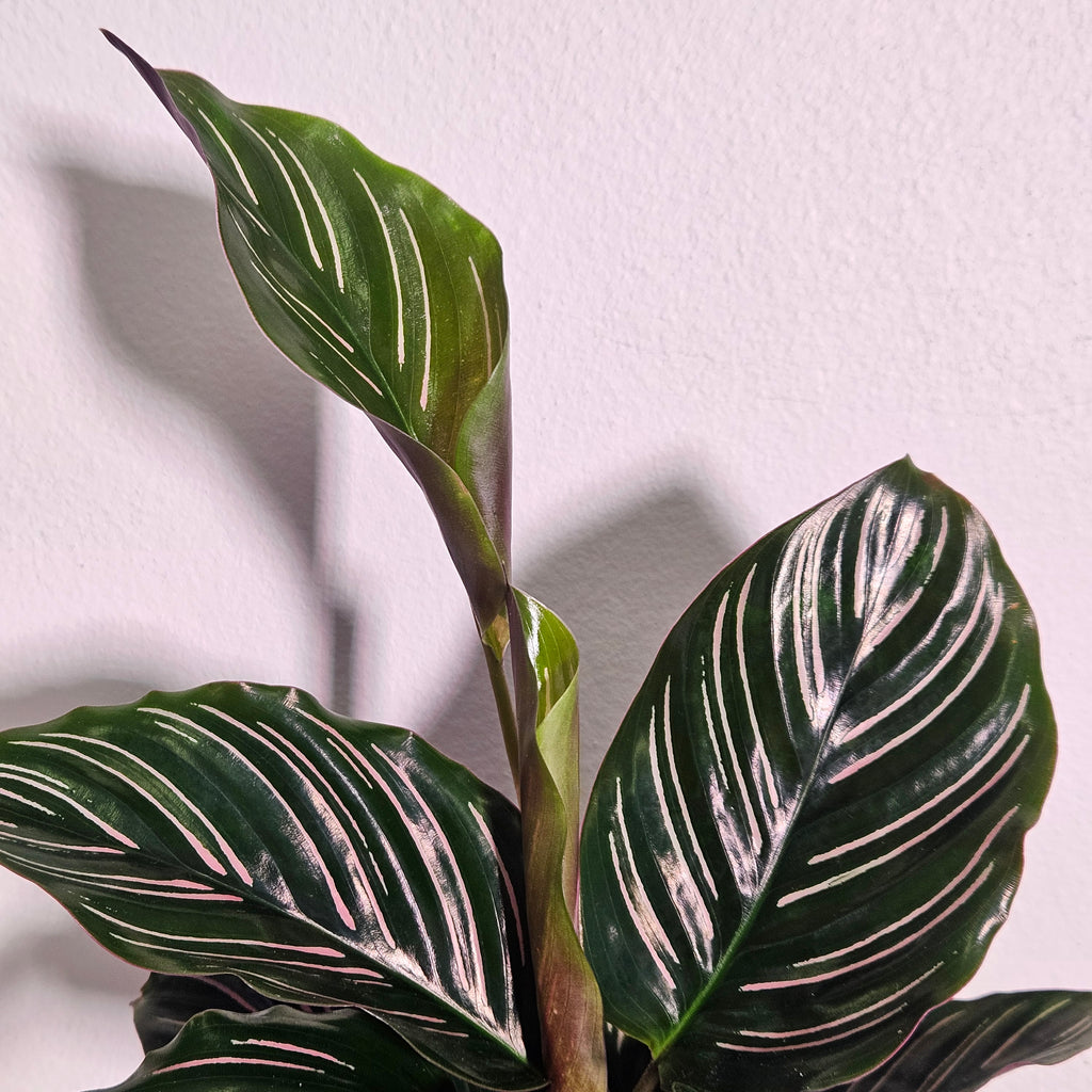 Calathea Ornata | Pinstripe Plant