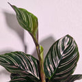 Calathea Ornata | Pinstripe Plant
