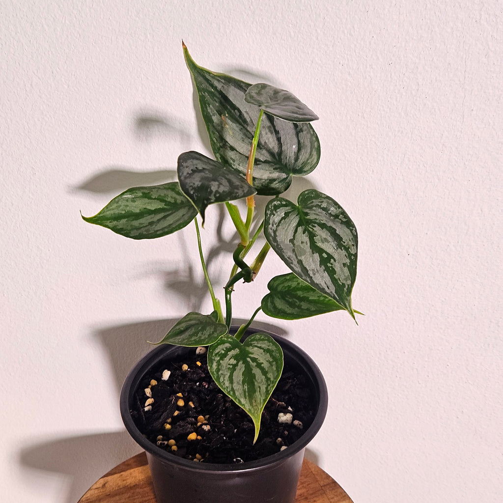 Philodendron Brandtianum | Silver Leaf