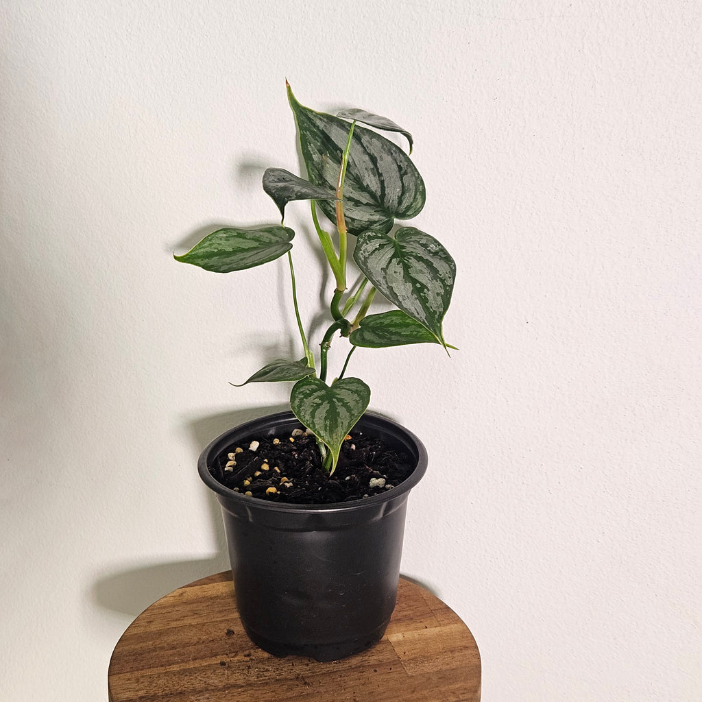 Philodendron Brandtianum | Silver Leaf