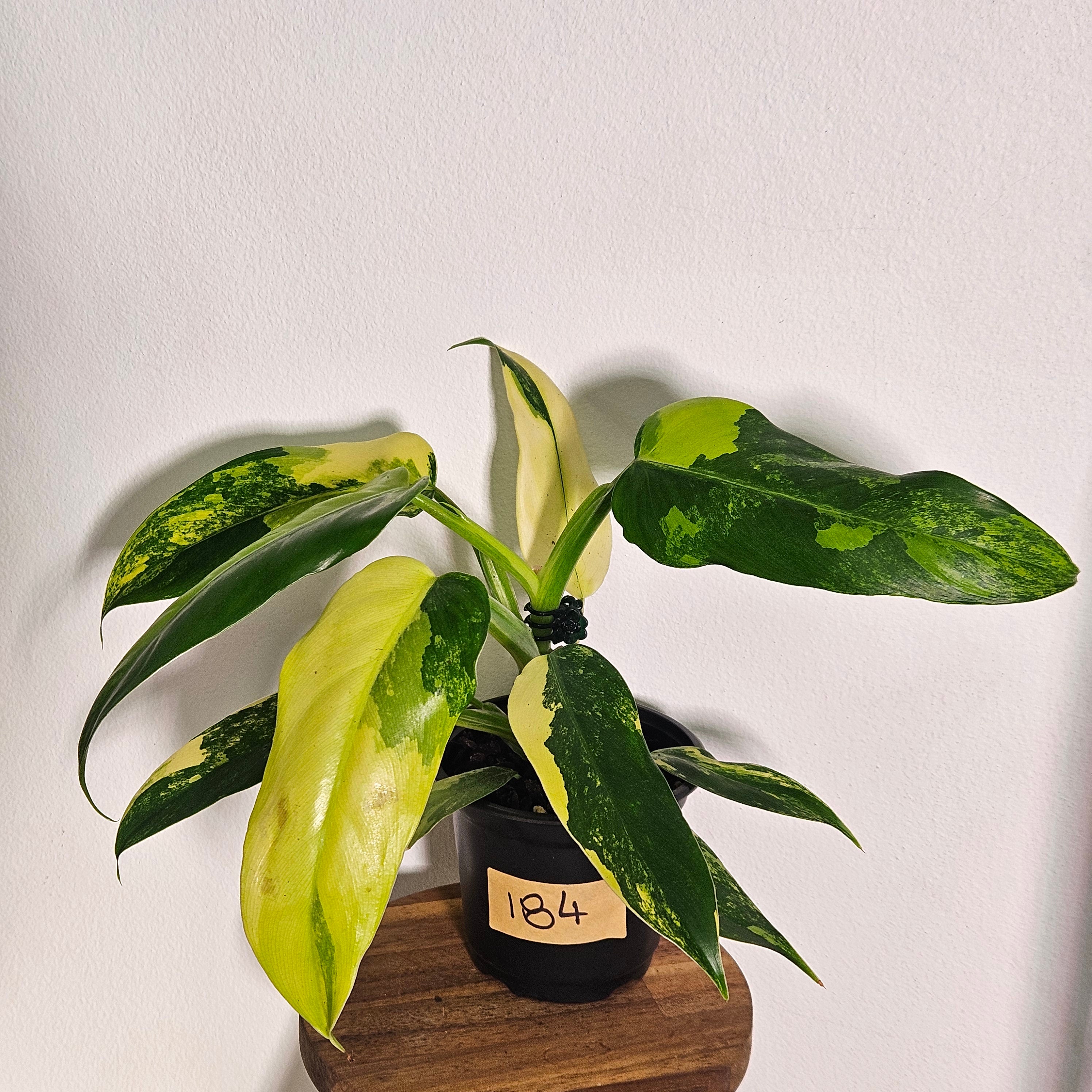 Philodendron Domesticum | Variegata