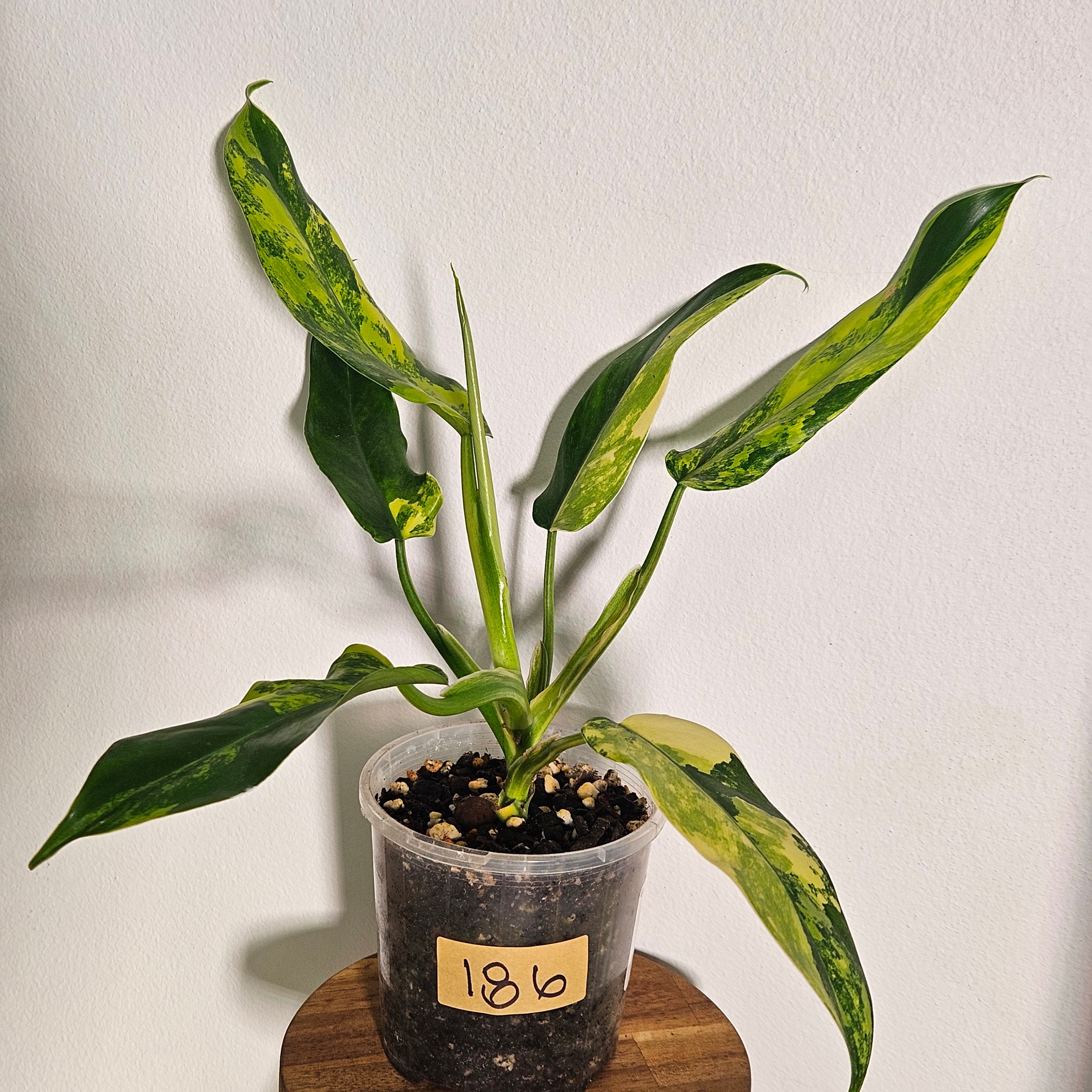 Philodendron Domesticum | Variegata