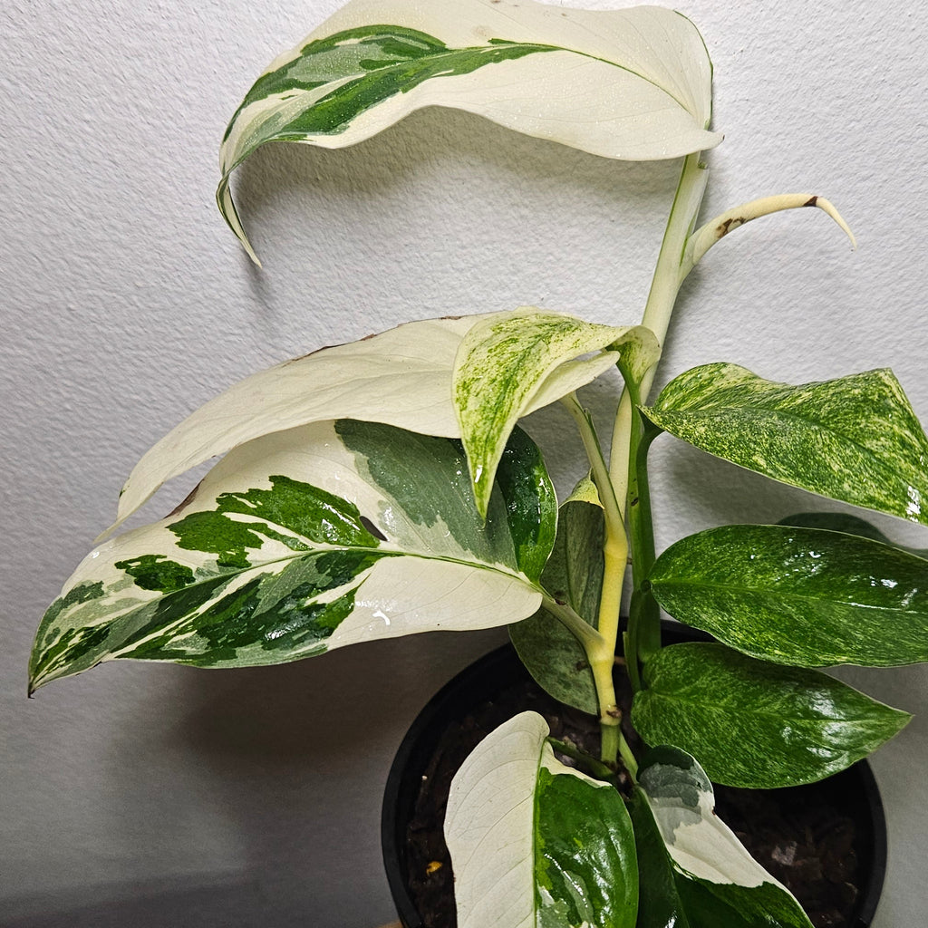Monstera Laniata Variegated | Rare Sectorial Variegation