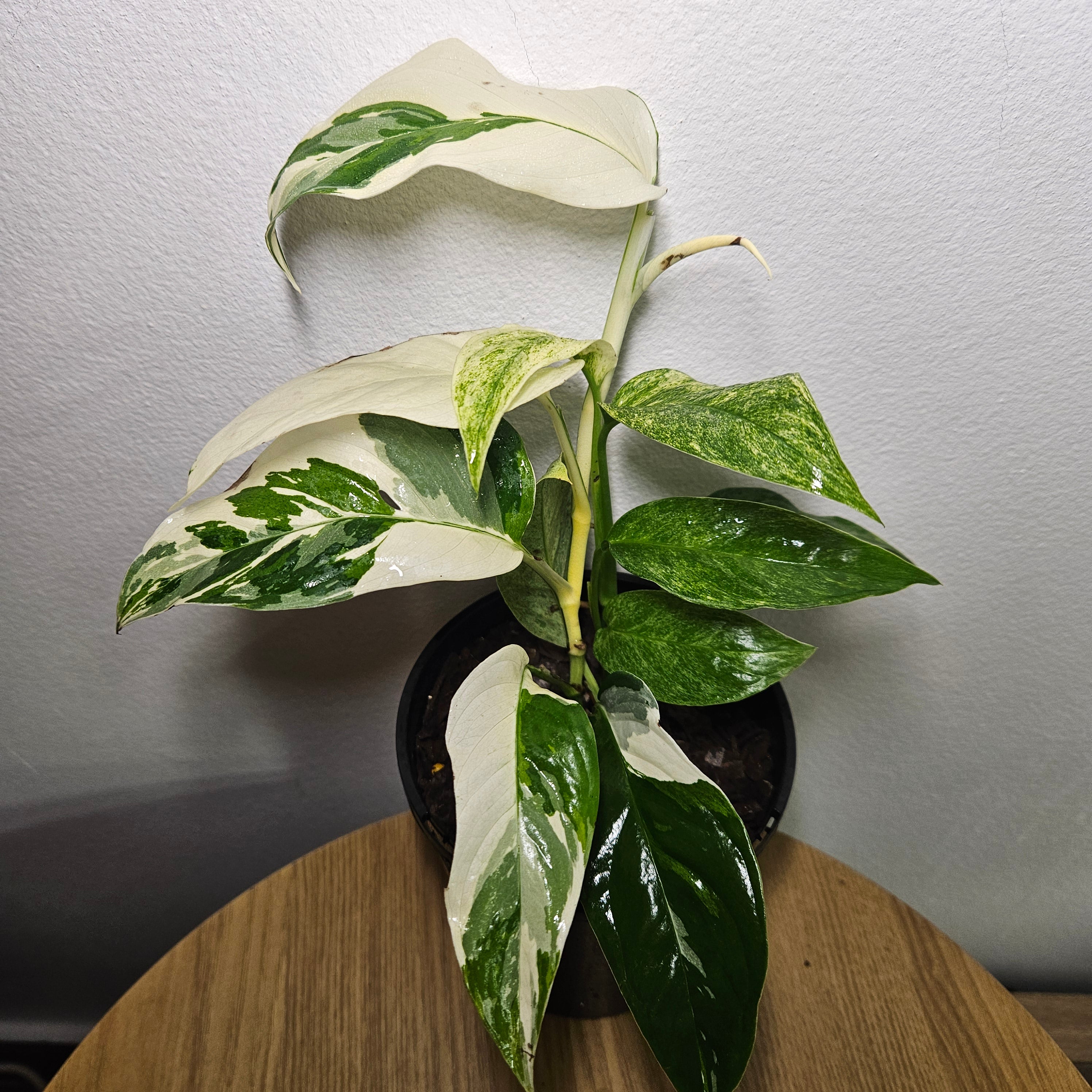 Monstera Laniata Variegated | Rare Sectorial Variegation