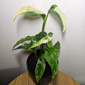 Monstera Laniata Variegated | Rare Sectorial Variegation