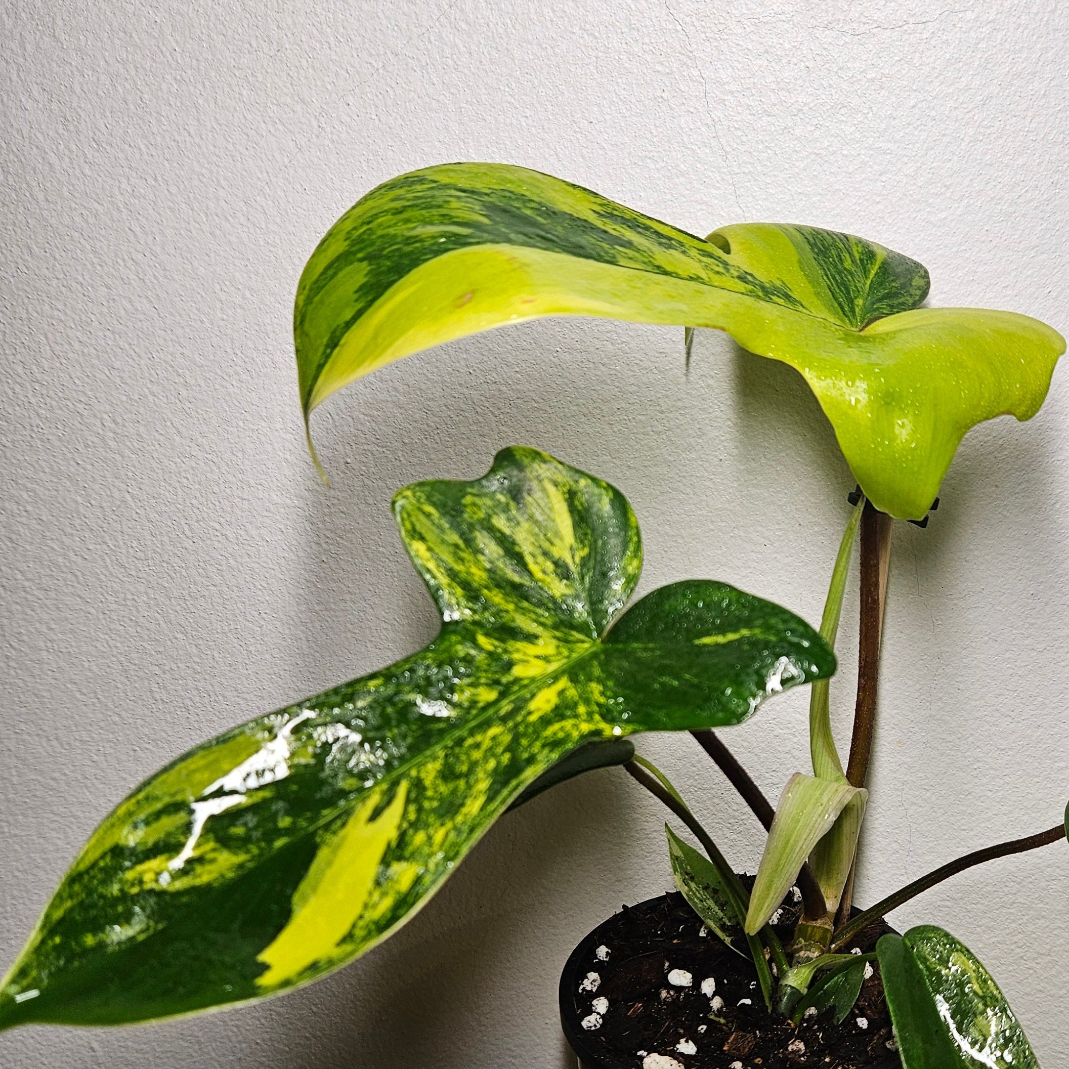 Philodendron Florida Beauty | High Variegation