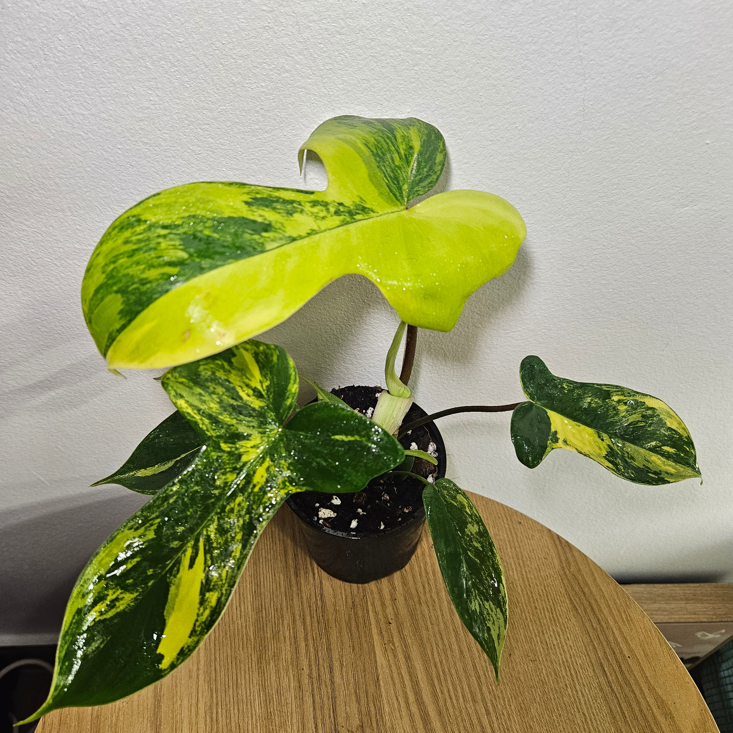 Philodendron Florida Beauty | High Variegation
