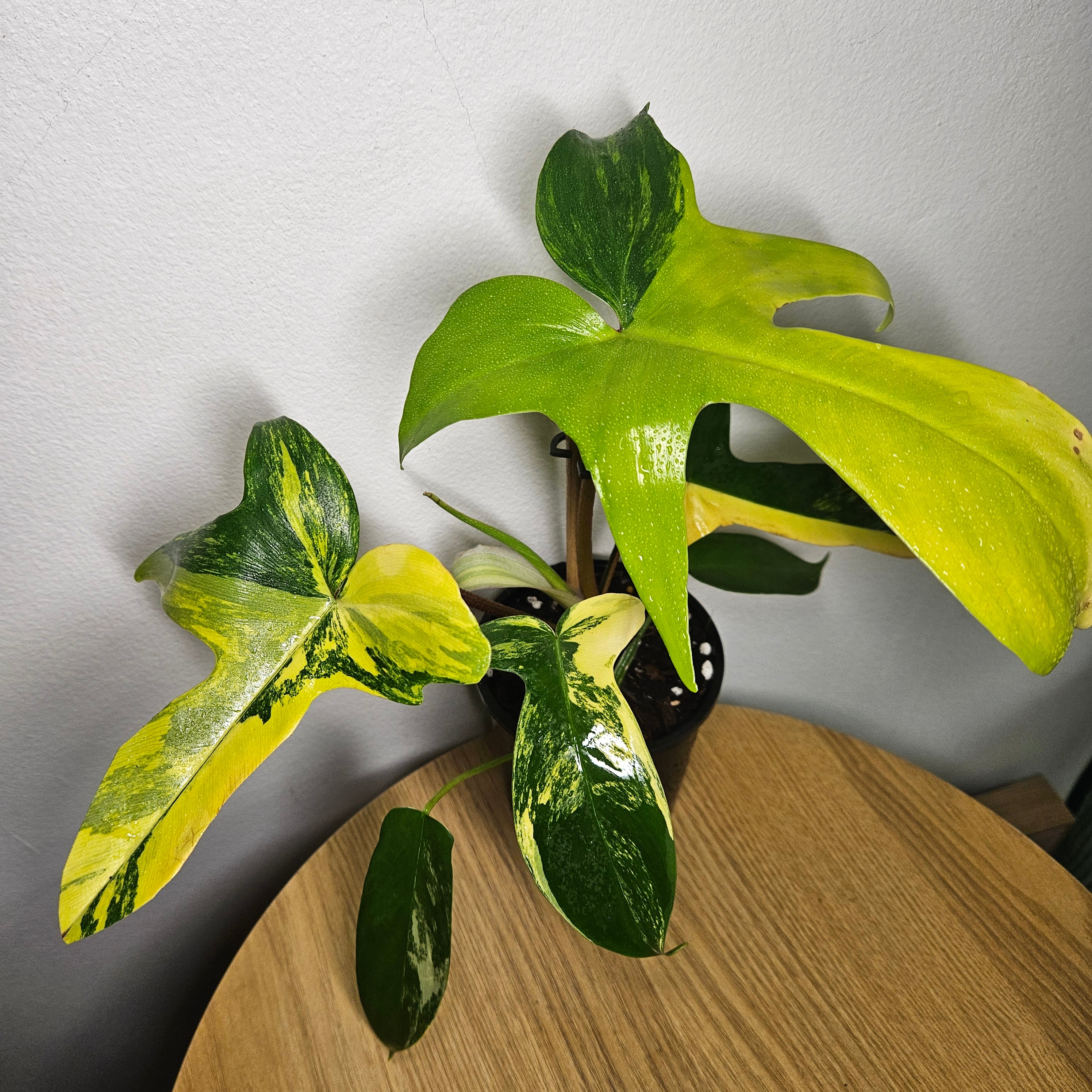 Philodendron Florida Beauty | High Variegation