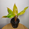 Philodendron Orange Marmalade | Rare Variegated Colour-Changing Aroid
