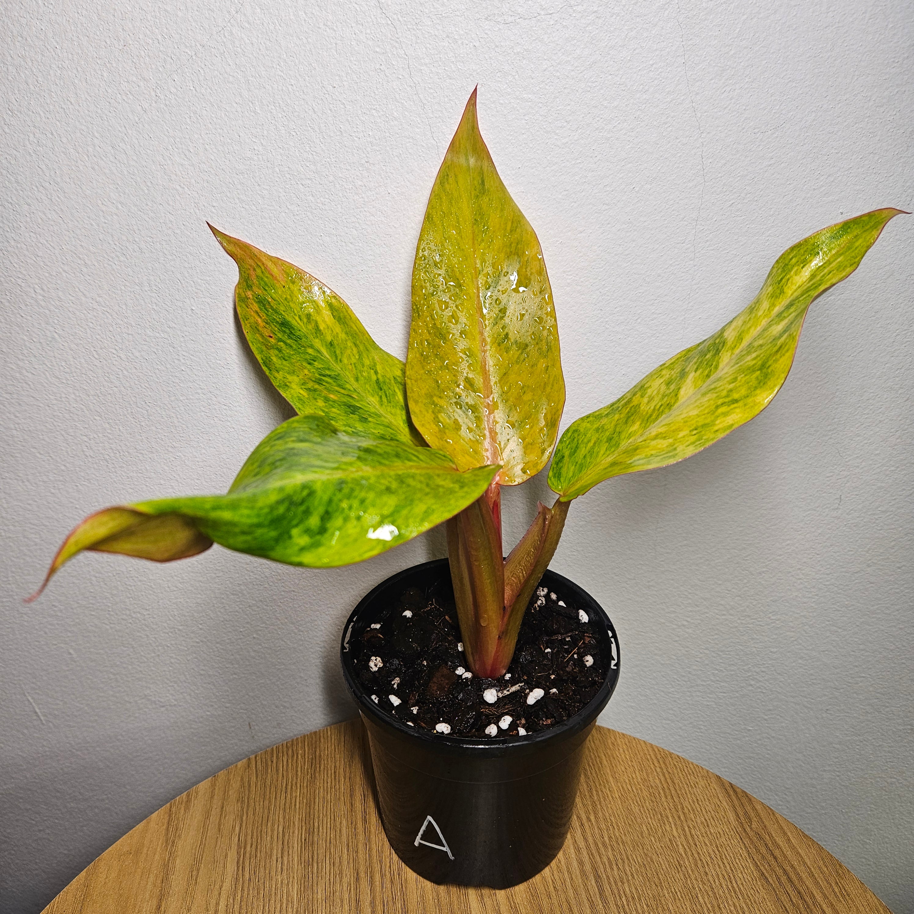 Philodendron Orange Marmalade | Rare Variegated Colour-Changing Aroid