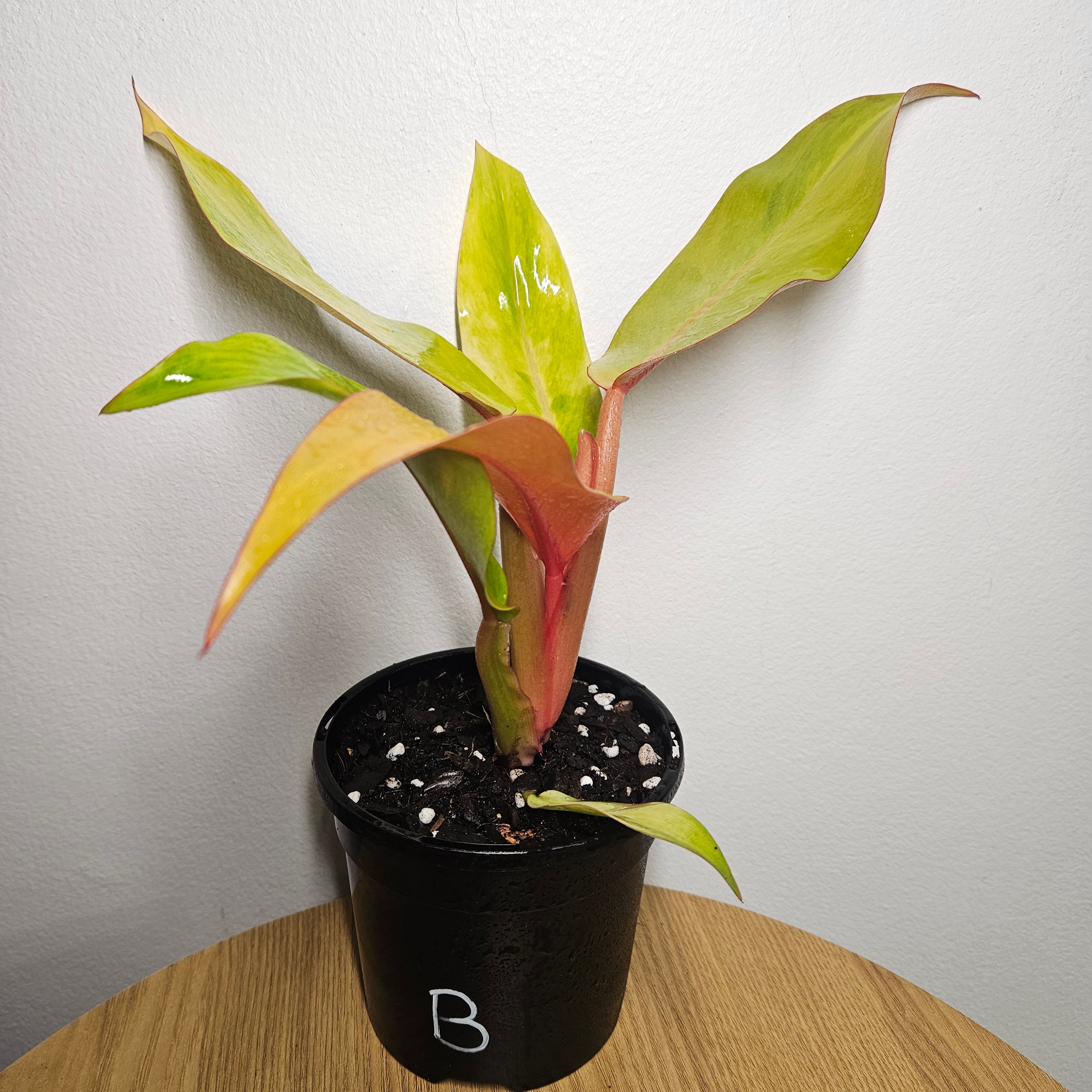 Philodendron Orange Marmalade | Rare Variegated Colour-Changing Aroid