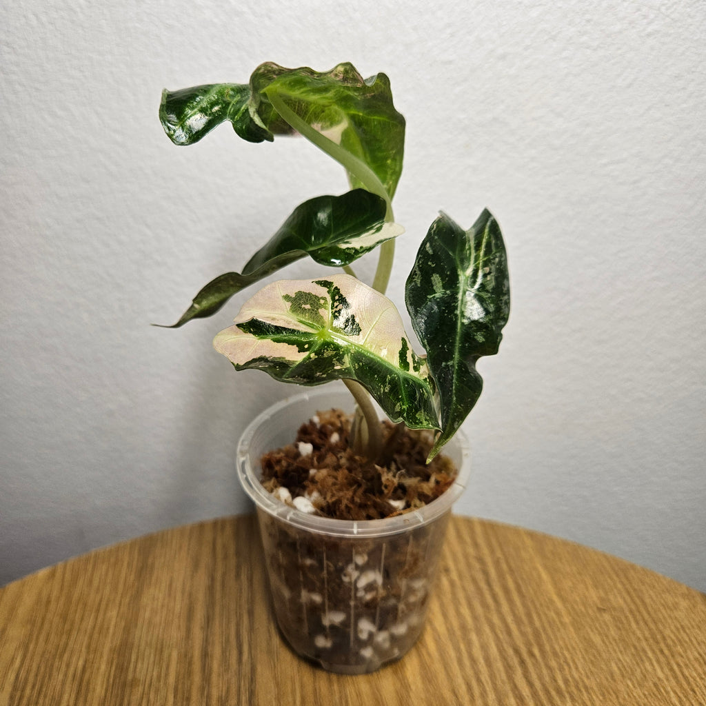 Alocasia Amazonica Variegated Pink | Rare Variegated Polly Aroid 2