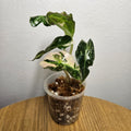 Alocasia Amazonica Variegated Pink | Rare Variegated Polly Aroid 2