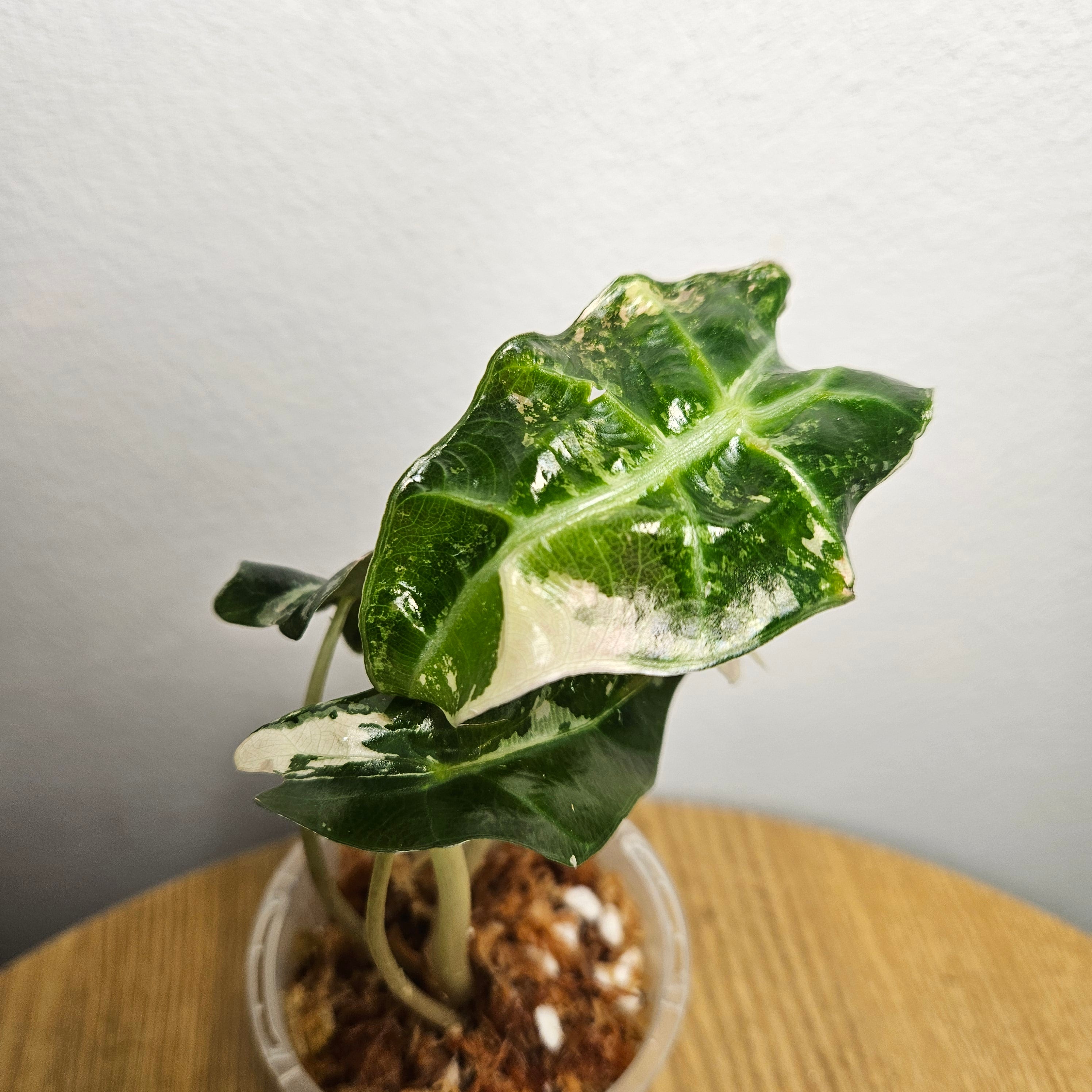 Alocasia Amazonica Variegated Pink | Rare Variegated Polly Aroid 2