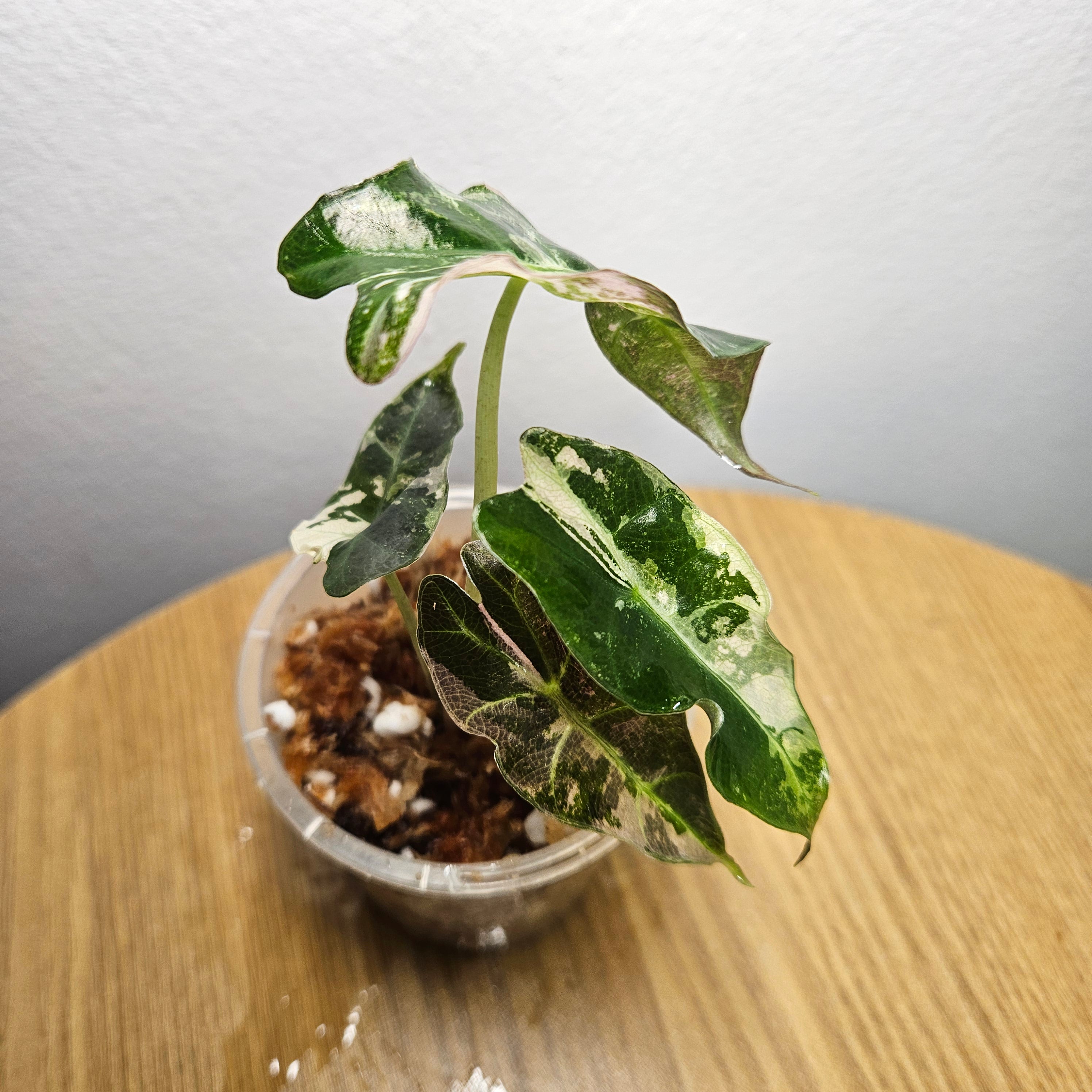 Alocasia Amazonica Variegated Pink | Rare Variegated Polly Aroid 1