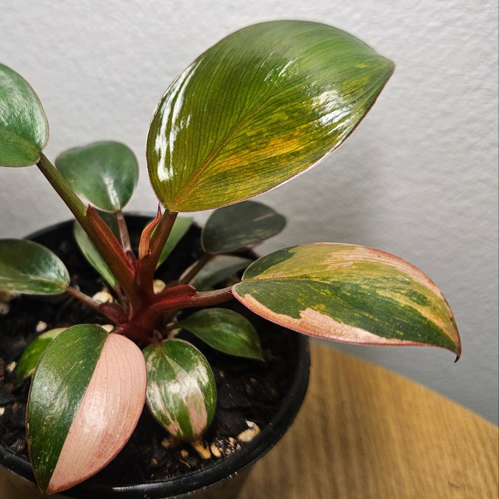 Philodendron 'Rojo Congo Variegated' | Rare Collector Aroid 1