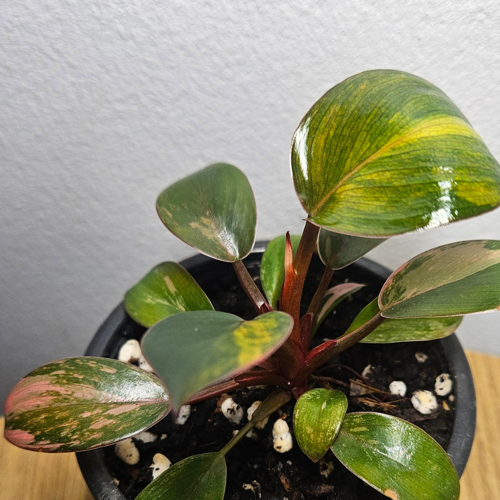 Philodendron 'Rojo Congo Variegated' | Rare Collector Aroid 2