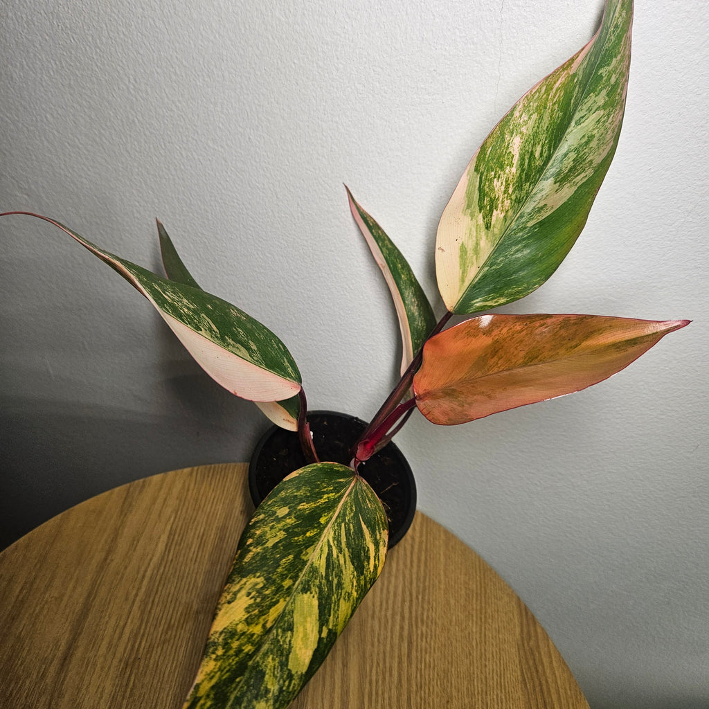 Philodendron ‘Strawberry Shake’ | Rare Tricolour Variegated Philodendron