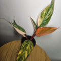 Philodendron ‘Strawberry Shake’ | Rare Tricolour Variegated Philodendron