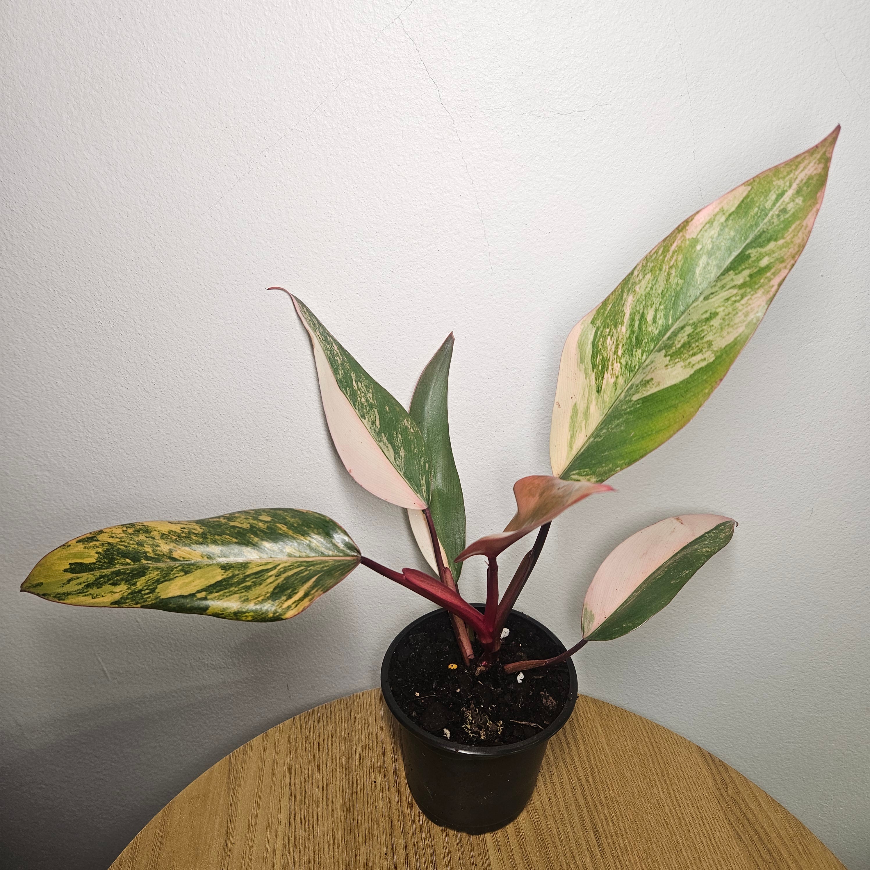 Philodendron ‘Strawberry Shake’ | Rare Tricolour Variegated Philodendron