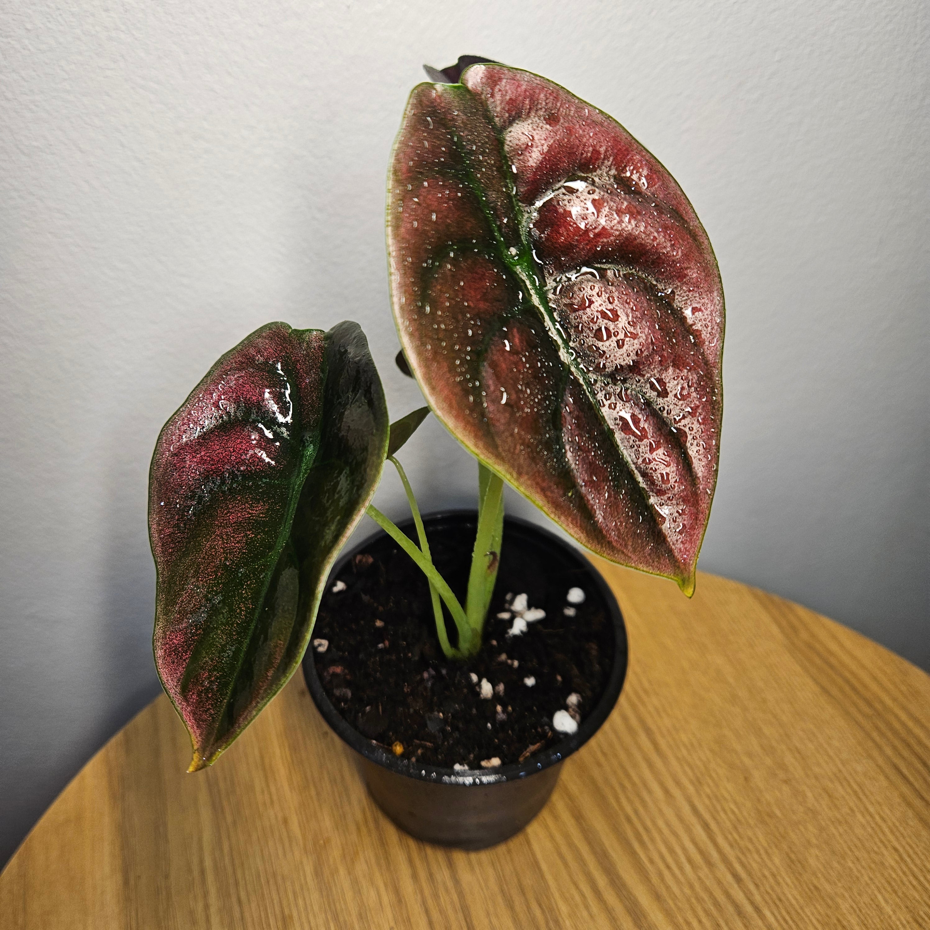 Alocasia Cuprea | ‘Red Secret’