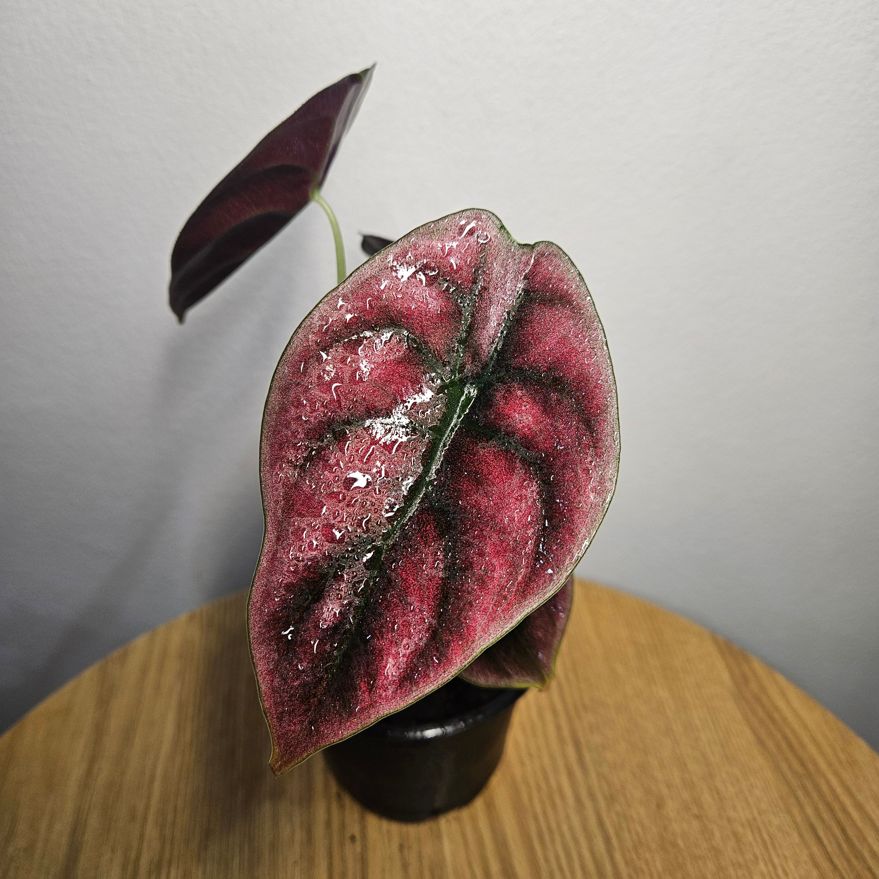 Alocasia Cuprea | ‘Red Secret’