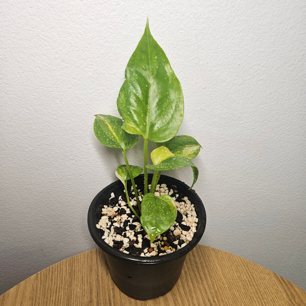 Anthurium Foliage | Aurea Variegated