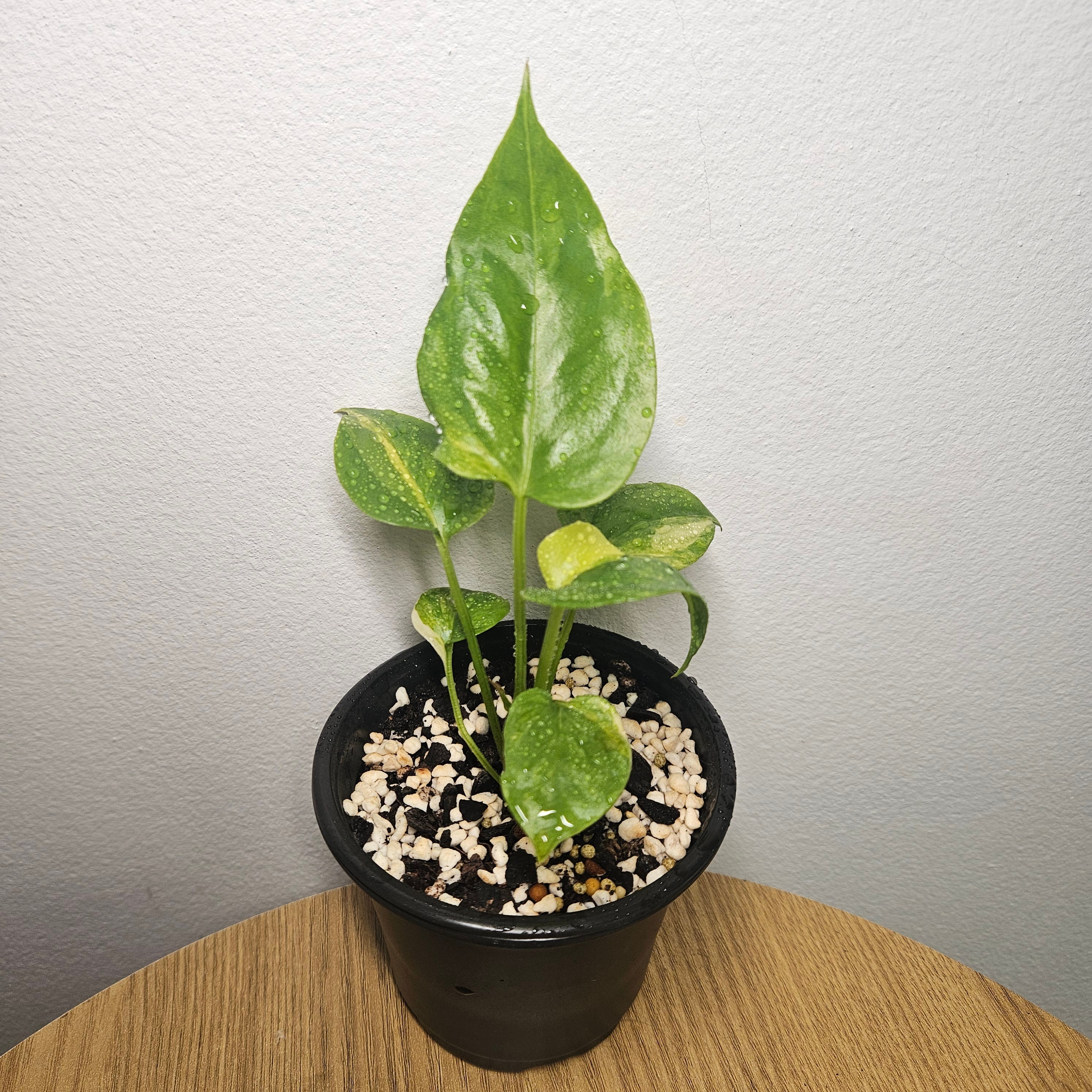 Anthurium Foliage | Aurea Variegated