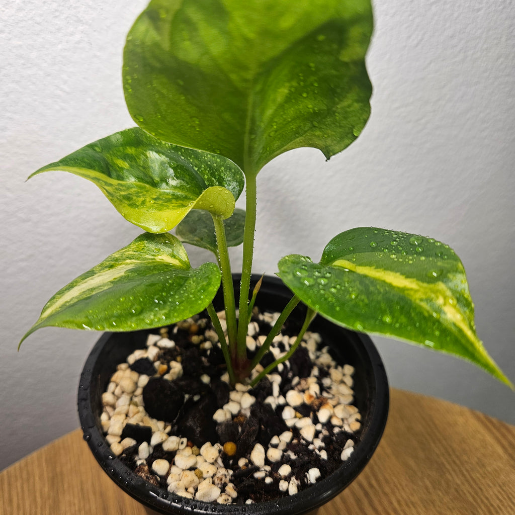 Anthurium Foliage | Aurea Variegated
