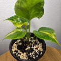 Anthurium Foliage | Aurea Variegated