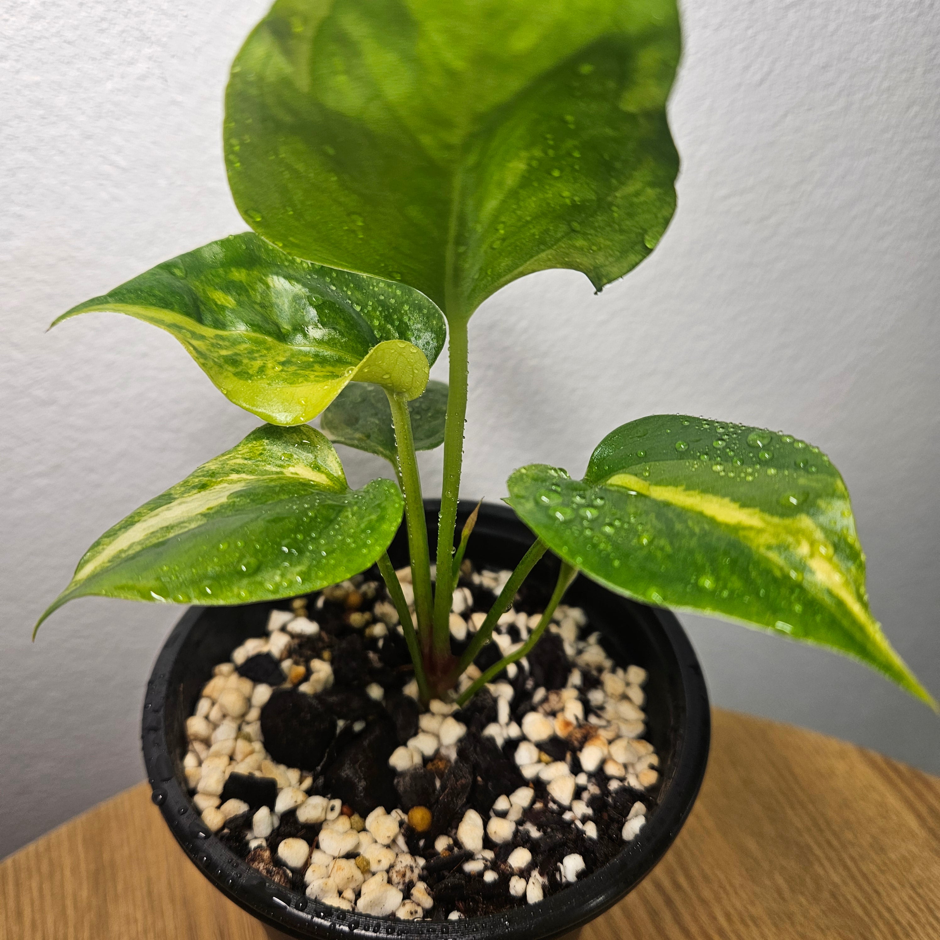 Anthurium Foliage | Aurea Variegated