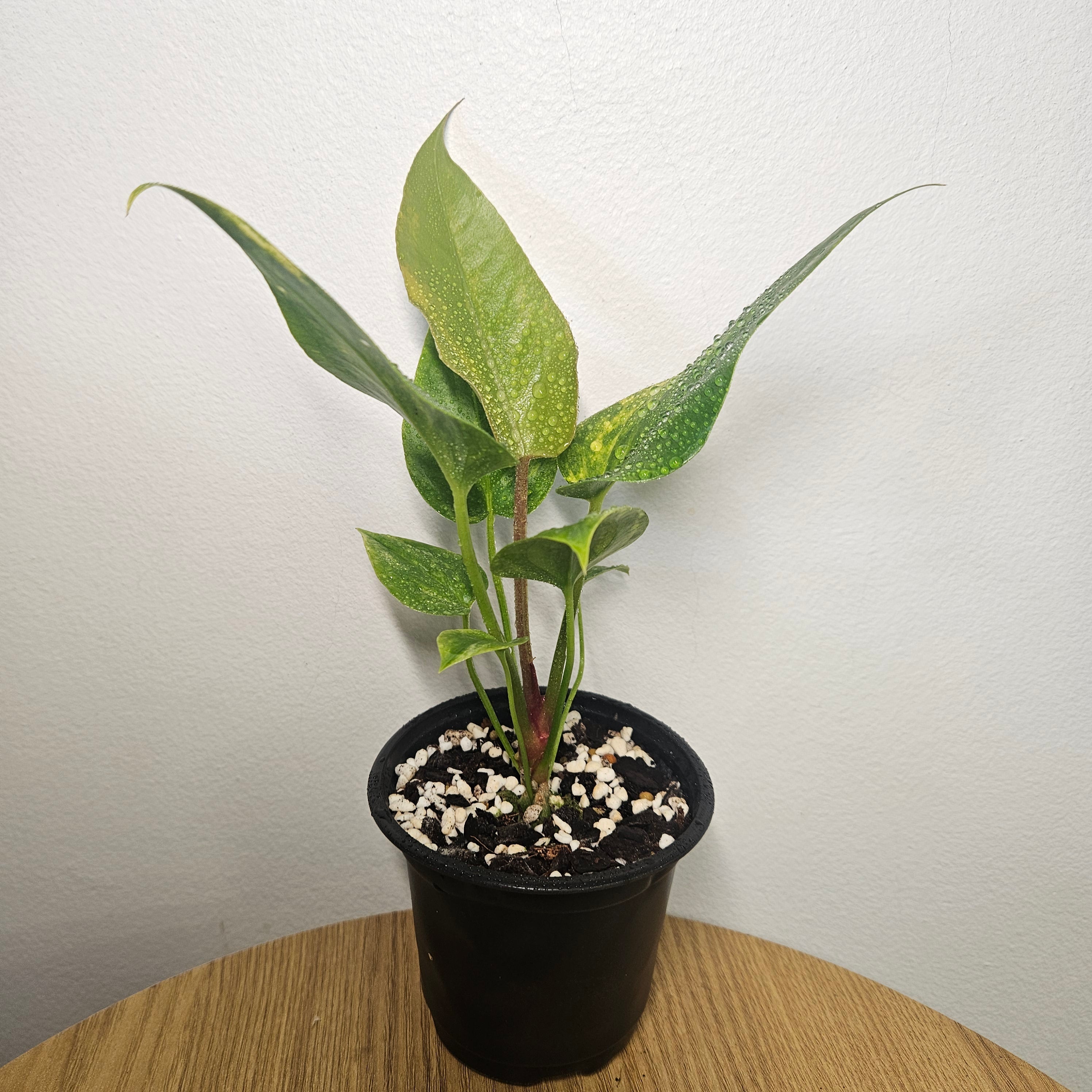 Anthurium Foliage | Aurea Variegated