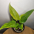 Anthurium Foliage | Aurea Variegated